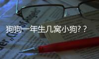狗狗一年生幾窩小狗?？狗狗一年生幾窩對身體好