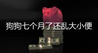 狗狗七個月了還亂大小便(狗狗的牙齒掉了怎么辦)