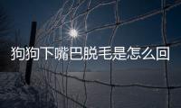 狗狗下嘴巴脫毛是怎么回事啊？狗狗下嘴唇脫毛的原因