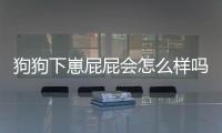 狗狗下崽屁屁會怎么樣嗎？狗狗下崽后總刨是為什么