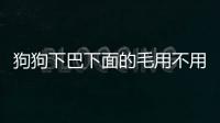 狗狗下巴下面的毛用不用剪掉  狗狗下巴下面的毛用不用剪一下