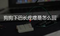 狗狗下巴長疙瘩是怎么回事？狗下巴長了一個疙瘩長了幾根毛
