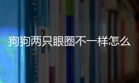 狗狗兩只眼圈不一樣怎么回事？狗狗兩只眼睛不一樣大
