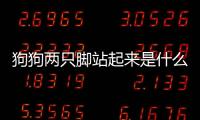 狗狗兩只腳站起來是什么意思(狗狗站起來扒人是什么意思)
