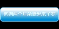 狗狗兩個耳朵豎起來了怎么回事(狗狗兩只耳朵豎起來)