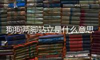 狗狗兩腳站立是什么意思(鐵包金狗狗是什么意思)