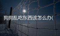 狗狗亂吃東西該怎么辦(狗狗不吃狗糧了該怎么辦)