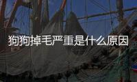 狗狗掉毛嚴重是什么原因(狗狗掉毛嚴重是什么問題)