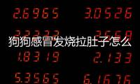 狗狗感冒發燒拉肚子怎么辦呢吃什么藥？狗狗感冒了拉肚子