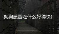 狗狗感冒吃什么好得快(2個月狗狗感冒了吃什么藥比較好)