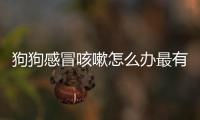 狗狗感冒咳嗽怎么辦最有效(狗狗感冒流鼻涕吃什么藥好得快)