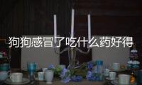 狗狗感冒了吃什么藥好得快(狗狗感冒了打噴嚏吃什么藥)