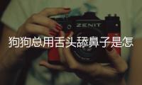 狗狗總用舌頭舔鼻子是怎么回事？狗狗總用舌頭舔鼻子怎么辦