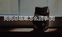 狗狗總咳嗽怎么回事(狗狗總像卡東西的咳嗽怎么回事)