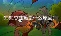狗狗總抽搐是什么原因(狗狗一直抽搐怎么辦)