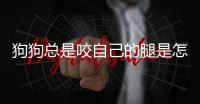 狗狗總是咬自己的腿是怎么回事(狗狗總是舔腿上的毛怎么回事)