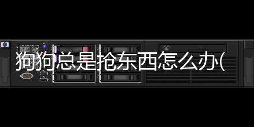 狗狗總是搶東西怎么辦(狗喜歡搶另一只狗的食物怎么辦)