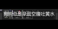 狗狗總是早晨空腹吐黃水(狗狗早晨空腹吐黃水帶泡沫怎么回事)