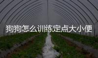 狗狗怎么訓練定點大小便(狗狗怎么訓練才聽話)