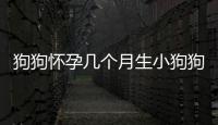 狗狗懷孕幾個月生小狗狗？狗狗懷孕幾個月生小狗仔