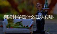狗狗懷孕是什么癥狀有哪些(怎么確定狗狗懷孕了)
