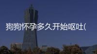 狗狗懷孕多久開始嘔吐(狗狗懷孕40天有分泌物是怎么回事)