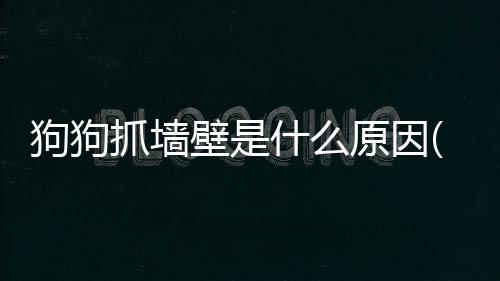 狗狗抓墻壁是什么原因(狗狗抓墻角是怎么回事)