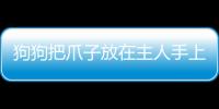 狗狗把爪子放在主人手上(狗狗把爪子搭主人手上)