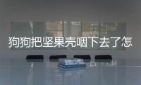 狗狗把堅果殼咽下去了怎么辦啊(幼犬吃了堅果殼)