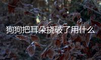 狗狗把耳朵撓破了用什么藥好？狗狗把耳朵撓破了怎么辦