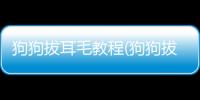狗狗拔耳毛教程(狗狗拔完耳毛一直甩耳朵)
