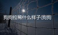 狗狗拉稀什么樣子(狗狗拉稀什么樣的是細(xì)小)