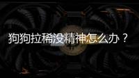 狗狗拉稀沒(méi)精神怎么辦？ 狗狗拉稀沒(méi)精神怎么辦