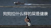 狗狗拉什么樣的屎是健康的(狗狗拉的屎什么樣的正常)
