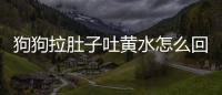 狗狗拉肚子吐黃水怎么回事怎么辦(狗狗吐黃沫和黃水怎么回事)