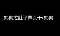 狗狗拉肚子鼻頭干(狗狗鼻頭濕潤是不是就健康)
