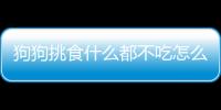 狗狗挑食什么都不吃怎么辦(狗狗挑食不吃東西怎么辦)