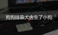 狗狗掛靠犬舍生了小狗