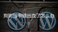 狗狗指甲縫出血了怎么辦？狗狗指甲縫破了是什么原因