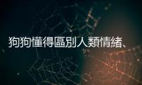 狗狗懂得區別人類情緒、「觀察」人類互動，還能進行簡單的數學運算