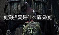 狗狗扒窩是什么情況(狗狗扒門是什么意思)