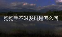 狗狗手不時發抖是怎么回事啊