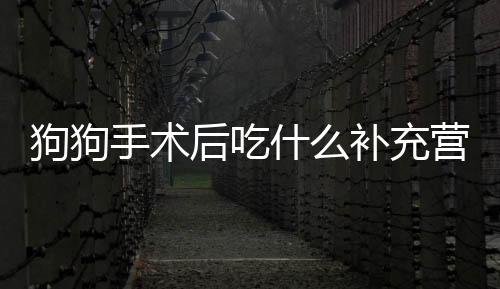 狗狗手術(shù)后吃什么補(bǔ)充營養(yǎng)(狗狗手術(shù)完以后吃什么恢復(fù)得最快)