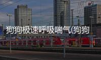 狗狗極速呼吸喘氣(狗狗呼吸喘氣聲大)