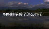狗狗摔腦袋了怎么辦(狗狗摔到腦袋怎么辦)