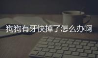 狗狗有牙快掉了怎么辦啊圖片？狗有顆牙快掉了怎么辦