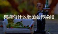 狗狗有什么細(xì)菌會傳染給人(狗狗唾液有什么細(xì)菌)
