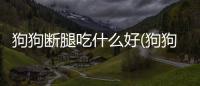 狗狗斷腿吃什么好(狗狗咳嗽吃什么藥好得快)