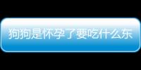 狗狗是懷孕了要吃什么東西怎么回事呀(狗狗懷孕后需要吃什么)