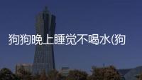 狗狗晚上睡覺不喝水(狗狗晚上不睡覺走來走去老喝水)